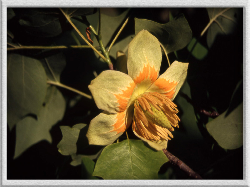 Liriodendron tulipifera L. - quiz -